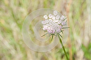 Wild Queen Annes Lace in shades of pale pink and ivory
