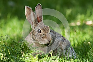 Wild Rabbit