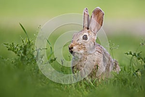 Salvaje conejo 