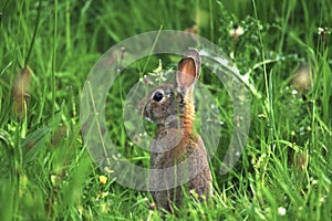 Wild Rabbit