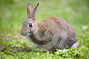 Wild rabbit