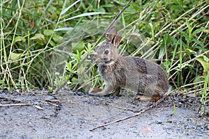 Wild rabbit