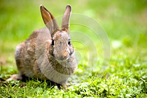 Wild rabbit