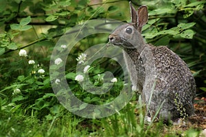 Wild Rabbit