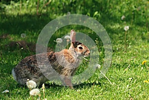 Wild rabbit