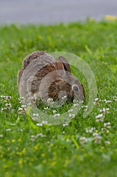 wild Rabbit