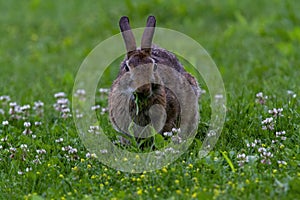 wild Rabbit