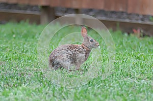 Wild rabbit