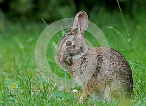 Wild Rabbit