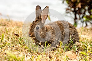 Wild Rabbit