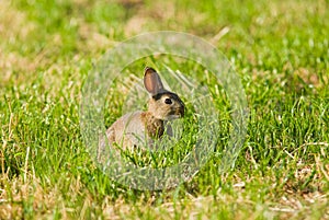 Wild Rabbit