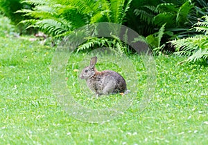 Wild rabbit