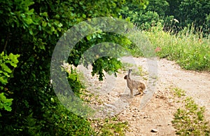 Wild rabbit