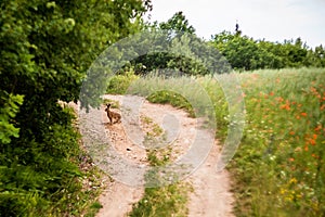 Wild rabbit