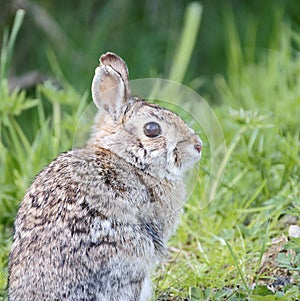 Wild Rabbit