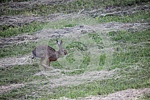 Wild Rabbit