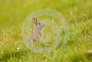 Wild Rabbit