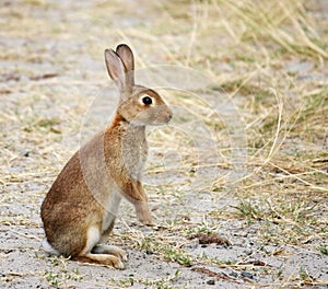 Wild rabbit alert to danger