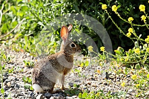 Wild rabbit basking in the sunshine