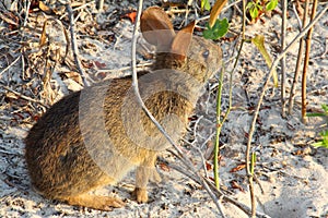 Wild rabbit at the beach