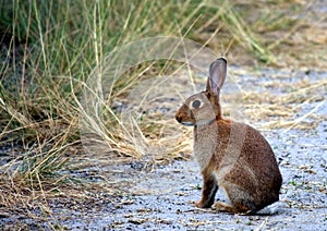 Wild rabbit on a beach track.