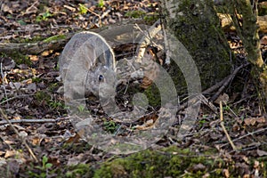 Wild Rabbit in a British woodland