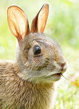 Wild Rabbit Bunny