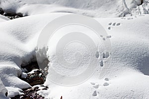Wild rabbit bunny tracks on the snow, near a water stream in the mountains, on a sunny Winter day