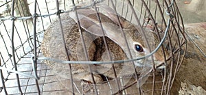 The Wild rabbit in cage in madhubani india photo
