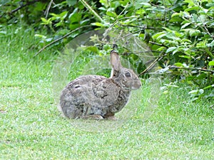 Wild rabbit on Chorleywood Common