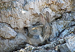 Wild rabbit cleaning feet on Lokrum Island, Dubrovnik, Croatia.