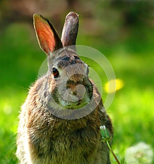 Wild rabbit close-up photo