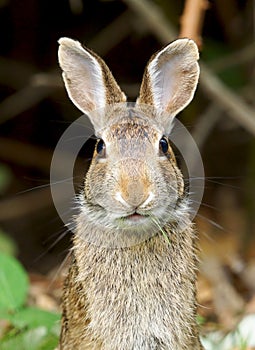 Wild Rabbit Easter Bunny