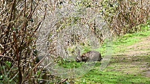 Wild Rabbit Eating