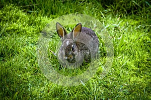 A wild rabbit eating grass
