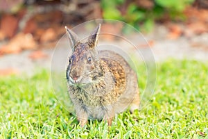 Wild rabbit eating grass in a field. Close up front angle view