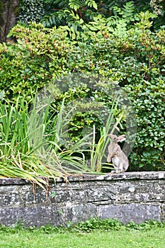 Wild Rabbit eating grass on a stone wall, Ireland