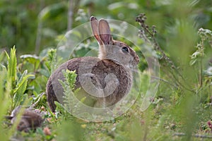 Wild Rabbit in the English countryside