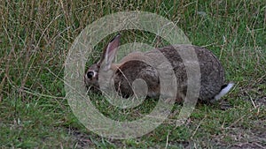 Wild rabbit feasting on the long grass