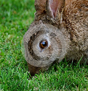 Wild rabbit feeding on grass and bird seed in UK garden.