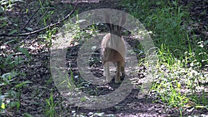 Wild rabbit on the forest road in springtime