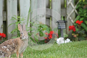 Wild rabbit and the garden.