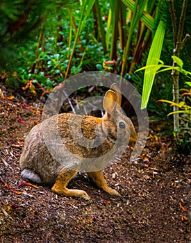 Wild Rabbit in Garden Vertical