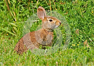 Wild Rabbit in the Grass