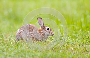Wild Rabbit in grass