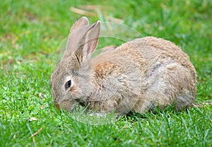 Wild rabbit in grass