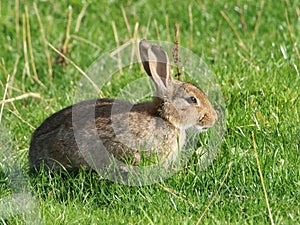 Wild Rabbit in a grass field