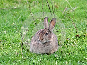 Wild Rabbit in a grass field