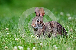 Wild Rabbit in a Grassy Green Field
