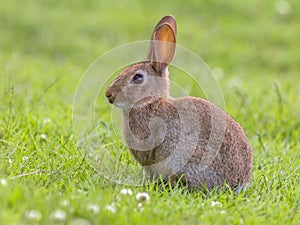 Wild rabbit green background